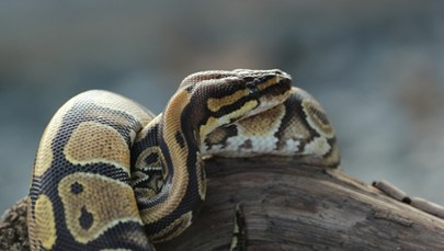 Pyton trzymał kobietę w uścisku dwie godziny. Pomogła jej sąsiadka