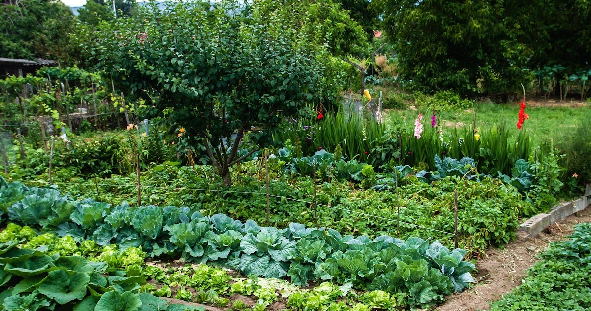 Zrób to z roślinami w czasie upałów. Ogród nie zamieni się w pustynię