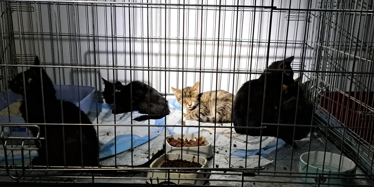 Małgorzata Kilman, założycielka fundacji Bezdomniaczki z Lewina Brzeskiego na Opolszczyźnie, uchroniła przed powodzią wszystkich swoich podopiecznych. Jeszcze zanim nadeszła wielka woda, ewakuowała prawie setkę zwierzaków.

