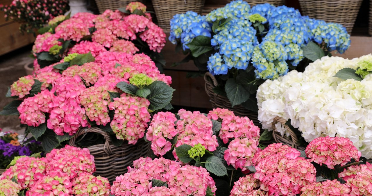 Hortensja ma mnóstwo liści i żadnych kwiatów? Tu często leży błąd