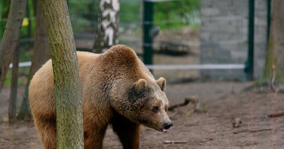 Doświadczony życiem 12-letni niedźwiedź Baloo padł w poznańskim zoo. Zwierzę trafiło do stolicy Wielkopolski 8 lat temu z jednego z polskich cyrków. 