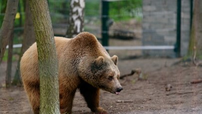 "Zdecydowano o nieskazywaniu go na dalsze cierpienie". Niedźwiedź Baloo padł 