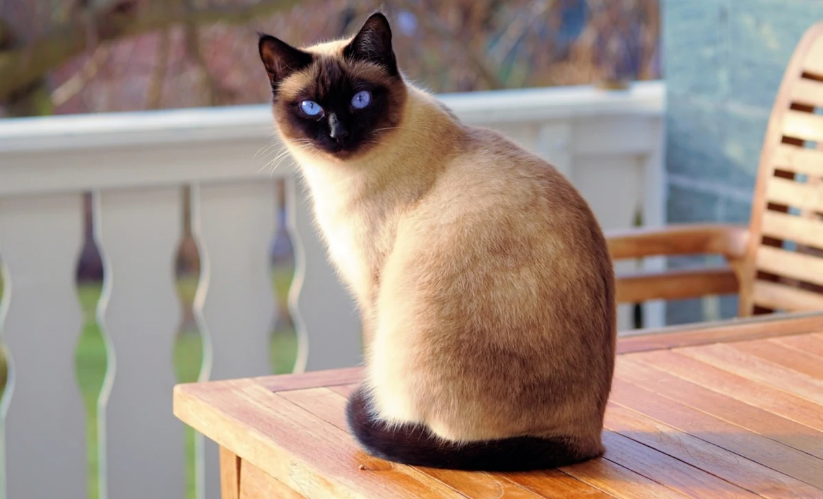 Wzruszająca historia w USA. Kot syjamski przebył niespełna 1,5 tys. km, aby wrócić do swoich właścicieli. Poszukiwania zwierzęcia trwały dwa miesiące. 