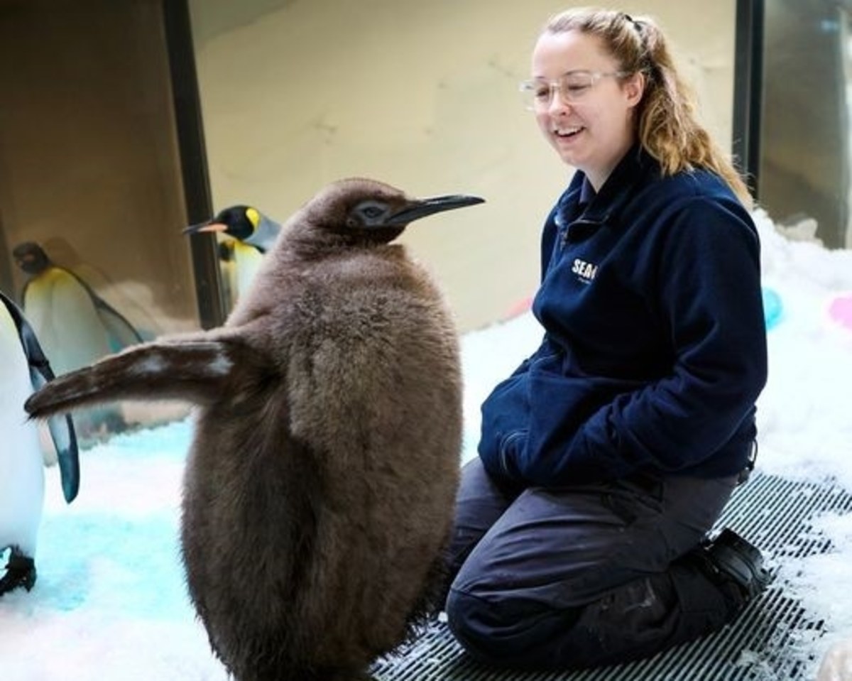 Ma 9 miesięcy i niesamowity apetyt. Tak duży, że codziennie pochłania od 25 do 32 ryb. Pesto to nowa „gwiazda” internetu z oceanarium w australijskim Melbourne. Mały pingwin królewski waży już 22,5 kg i zyskał nawet miano pingwina z nadwagą. Stał się tak popularny w internecie, że niektórzy przylatują specjalnie do Melbourne, by go zobaczyć.  