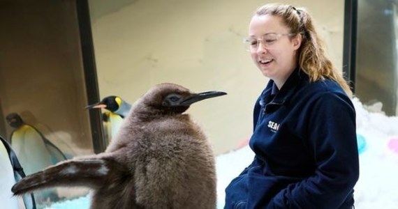 Ma 9 miesięcy i niesamowity apetyt. Tak duży, że codziennie pochłania od 25 do 32 ryb. Pesto to nowa „gwiazda” internetu z oceanarium w australijskim Melbourne. Mały pingwin królewski waży już 22,5 kg i zyskał nawet miano pingwina z nadwagą. Stał się tak popularny w internecie, że niektórzy przylatują specjalnie do Melbourne, by go zobaczyć.  