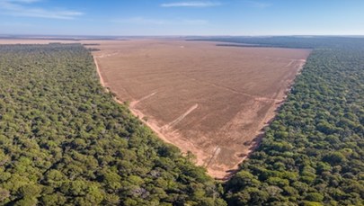 Wylesianie Amazonii. W 4 dekady wycięto obszar prawie trzy razy większy od Polski