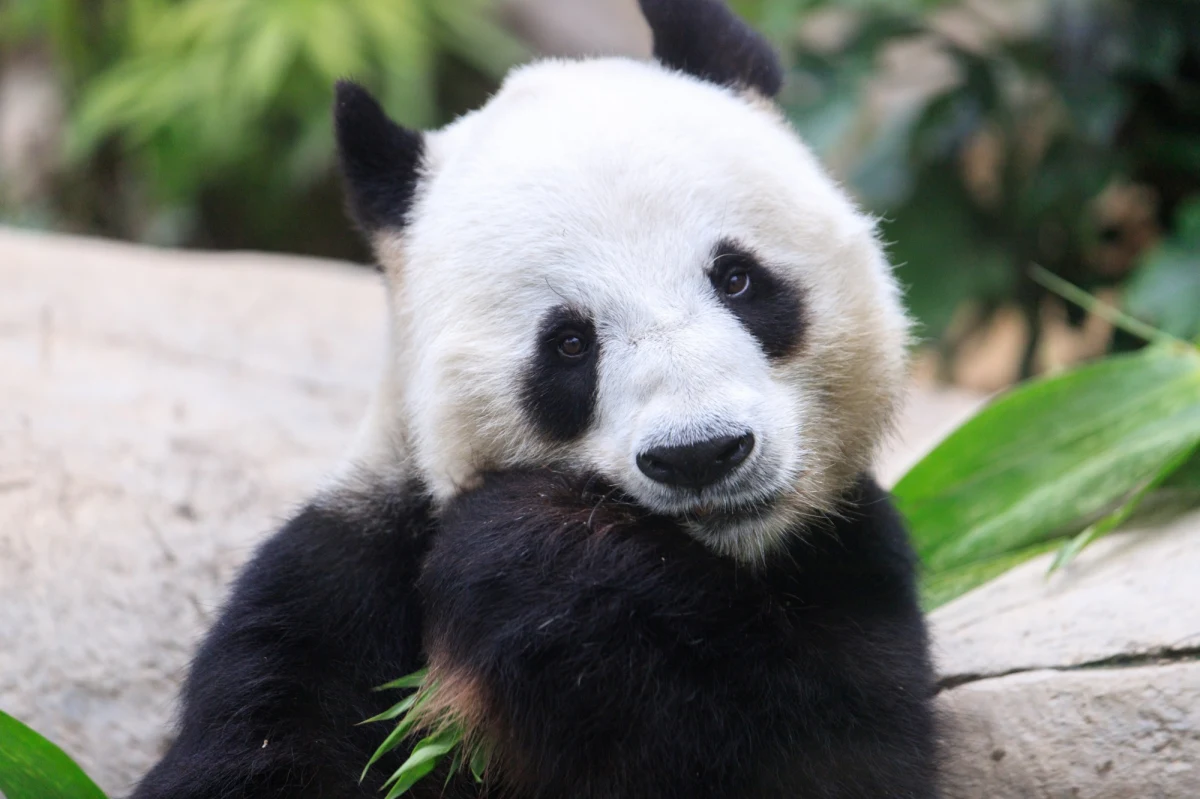 Miały zostać na 15 lat, ale wracają już po 6. Dwie pandy wielkie - Lumi (Śnieg) i Pyry (Zamieć), wypożyczone do ogrodu zoologicznego w Ahtari w środkowej Finlandii, wkrótce ruszą w podróż powrotną do Chin. Finowie tłumaczą decyzję o odesłaniu zwierząt problemami finansowymi i kosztownym utrzymaniem.