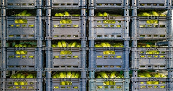 Skrzynki bananów zawierające w sumie 95 kilogramów kokainy trafiły do oddziałów jednego z dyskontów na zachodzie Niemiec. Pracownicy znaleźli paczki z narkotykiem wśród owoców - informują niemieckie media.