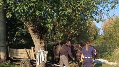 Pijany woźnica utknął między drzewami. Miał ponad 2 promile