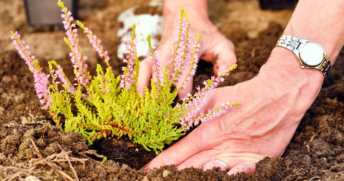 Nie zapomnij o tym podczas sadzenia wrzosów. Inaczej gwałtownie zmarnieją