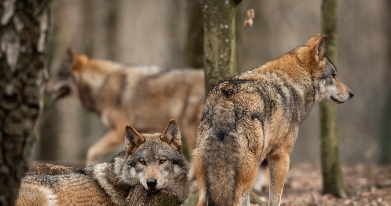  Waży się los europejskich wilków. Polska jest mocno naciskana