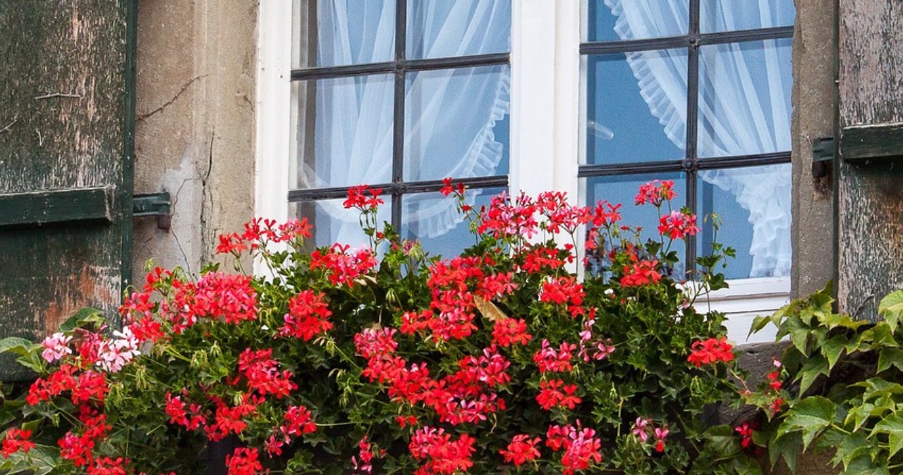 Już nie pelargonie. Teraz te rośliny balkonowe sadzimy najchętniej