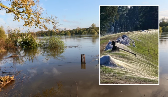 Białe "dywany" na wałach powodziowych. Wyjaśniamy niecodzienne zjawisko