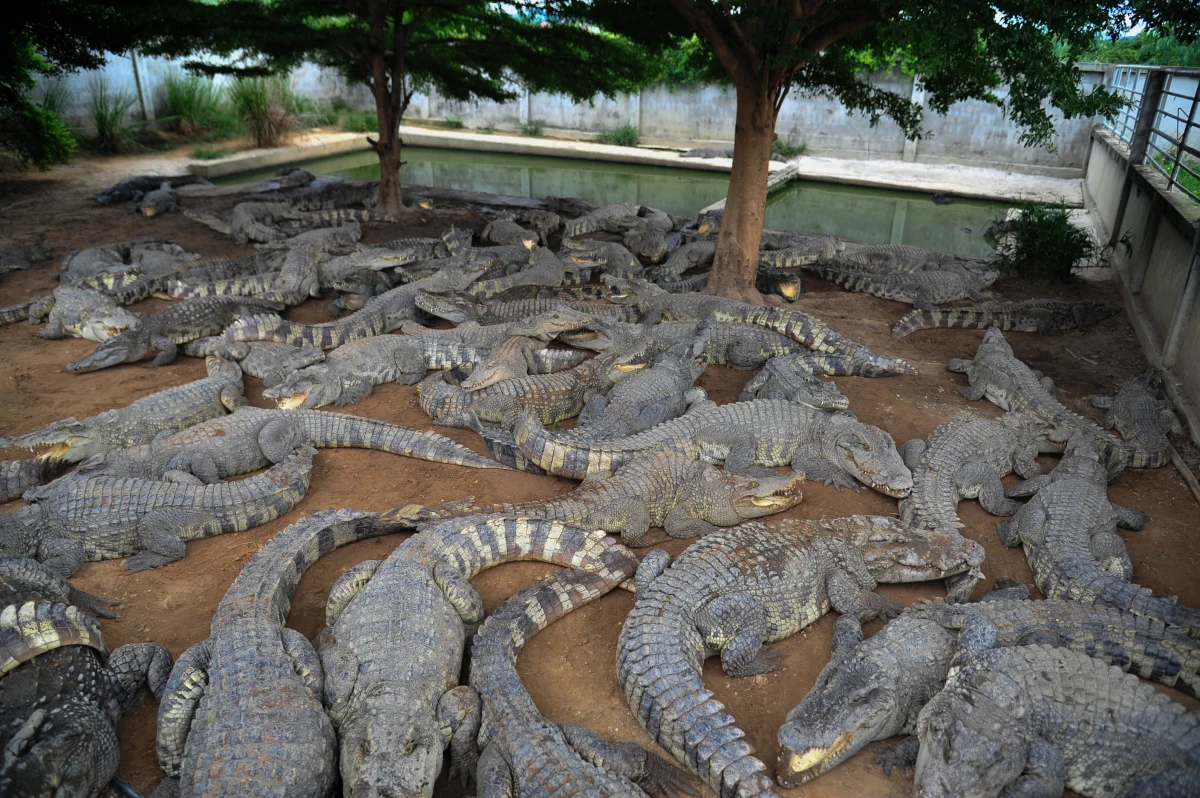 Kobieta hodująca krokodyle syjamskie w Tajlandii zabiła 125 tych zwierząt. Bała się, że uciekną podczas trwających w kraju powodzi i będą stanowić zagrożenie dla ludzi. Szacuje się, że na wolności żyje jedynie około 100 osobników tego gatunku.