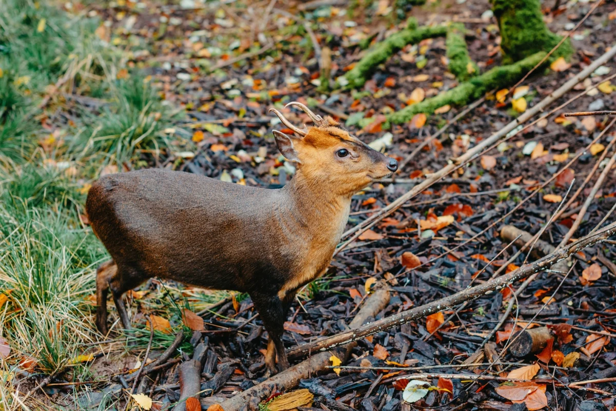 W stołecznym ogrodzie zoologicznym urodziła się samiczka pudu południowego, drugiego najmniejszego jelenia świata. Zoo prosi o pomoc warszawiaków, by wybrali dla niej imię.