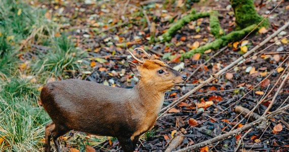 W stołecznym ogrodzie zoologicznym urodziła się samiczka pudu południowego, drugiego najmniejszego jelenia świata. Zoo prosi o pomoc warszawiaków, by wybrali dla niej imię.