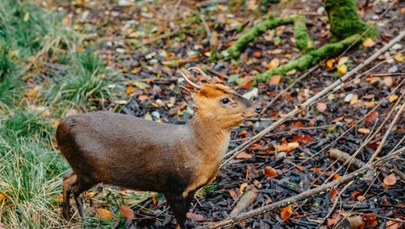 Niezwykłe narodziny w stołecznym zoo. To drugi najmniejszy jeleń świata