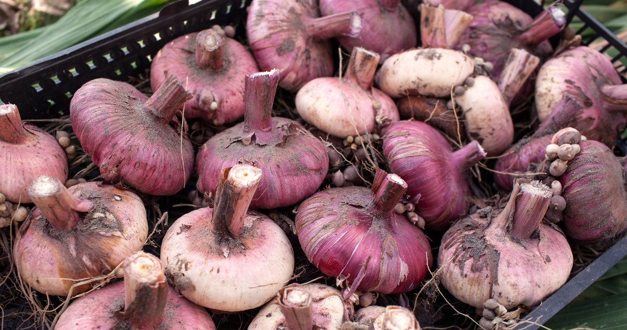 Tych kwiatów nie zostawiaj w ziemi, bo przemarzną. Sprawdź, kiedy je wykopać