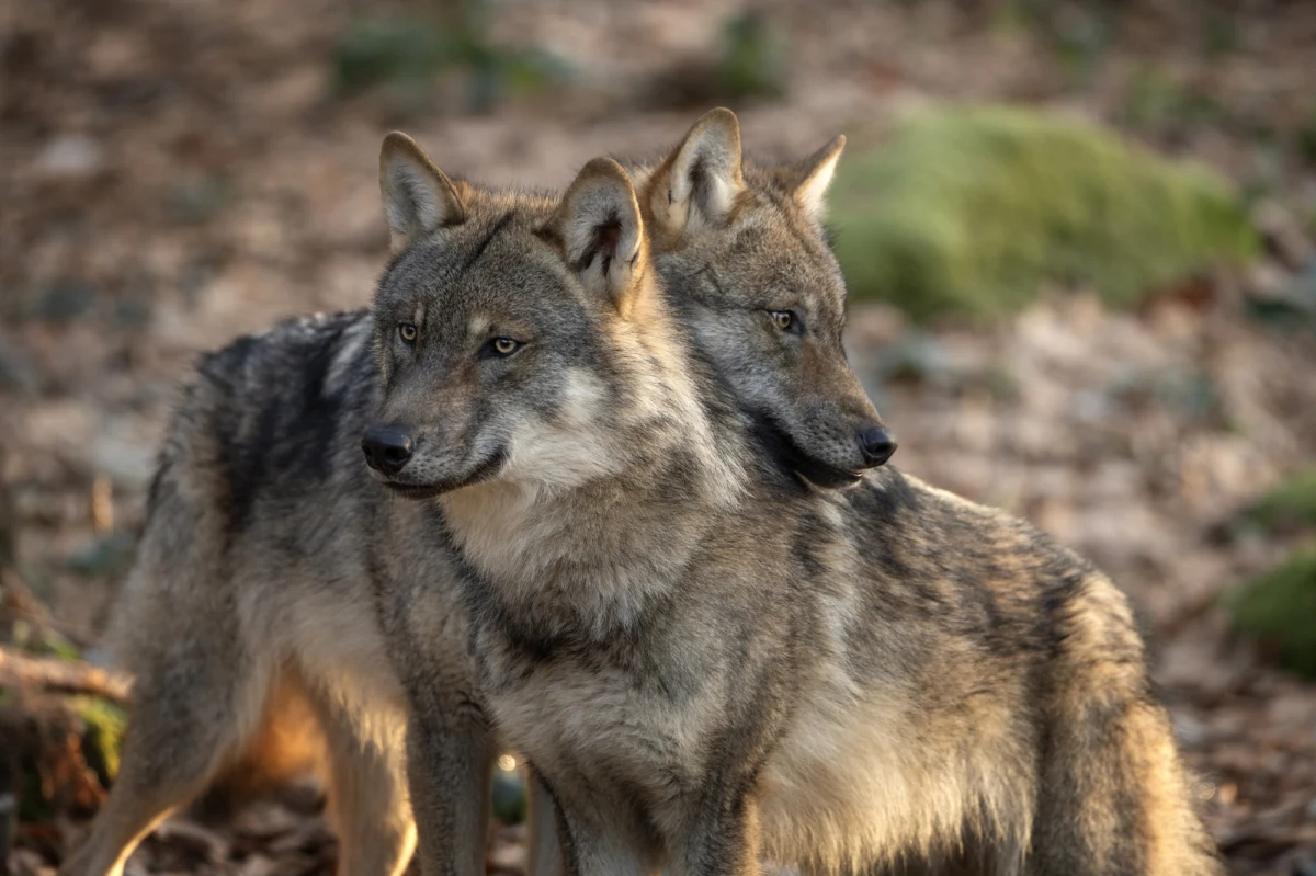 Ważny krok w sprawie złagodzenia ochrony wilków w Europie. Ambasadorowie krajów członkowskich UE, w tym Polska, zagłosowali "za". Jeśli zmiana zostanie zatwierdzona, pozwoli krajom unijnym na odstrzał wilków, choć państwa nadal będą musiały brać pod uwagę wielkość populacji tych zwierząt.