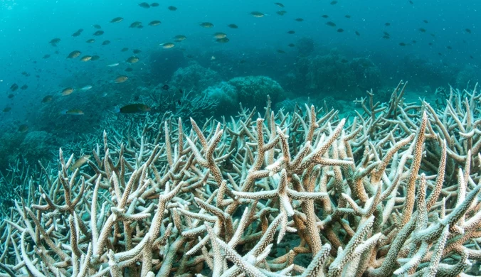 Przełom dla klimatu? Naukowcy zbadali "problem znikającego plastiku”