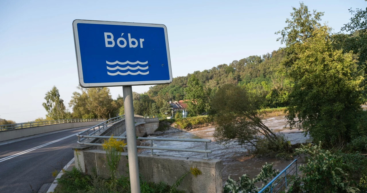 Bóbr winny powodzi? Zdaniem rządzących tak, ale nie chodzi o rzekę.