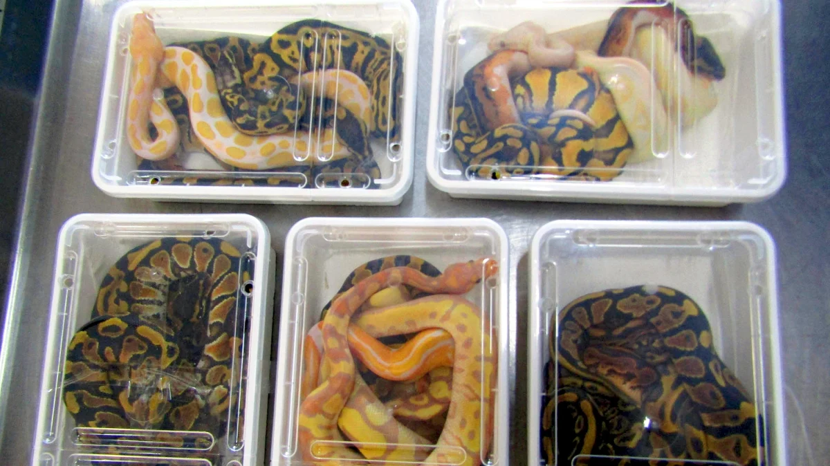 Białoruskie służby celne udaremniły próbę przemytu z Polski 19 wielobarwnych pytonów królewskich. Celnicy wykryli niecodzienną kontrabandę podczas kontroli autobusu na przejściu granicznym w Brześciu. 