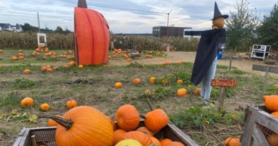 Dynia hokkaido, dynia piżmowa, makaronowa, a może bananowa? W Polsce rozpoczął trwa sezon dyniowy. Mamy jesień, a zatem w sklepach króluje kolor pomarańczowy. Reporterka RMF FM Agata Guz wybrała się w nietypowe miejsce – farmę dyniową w podkrakowskiej Modlnicy.