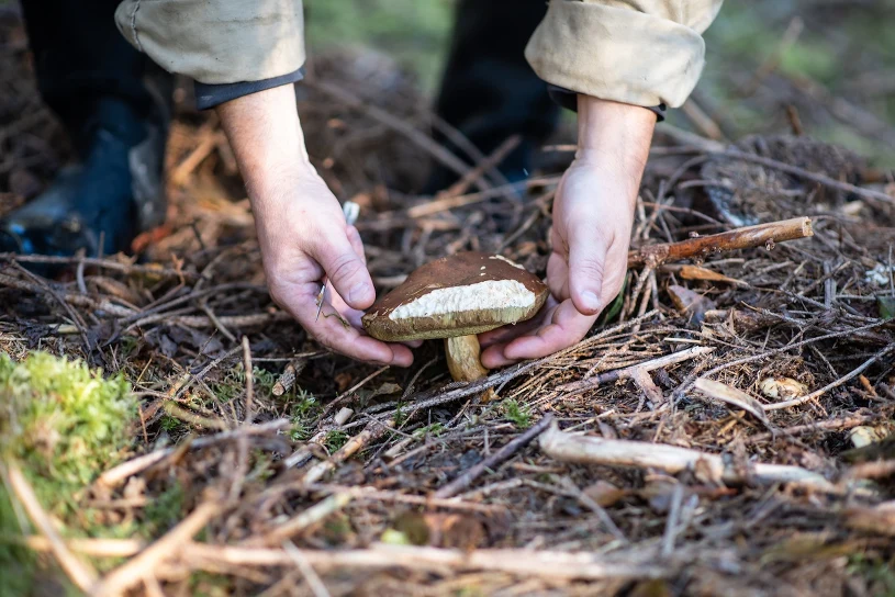 Polish mushrooms found to contain cadmium and lead, UJ study shows