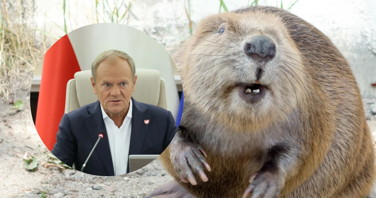 Premier zajął stanowisko w sprawie bobrów. Jasna deklaracja na posiedzeniu Rady Ministrów 