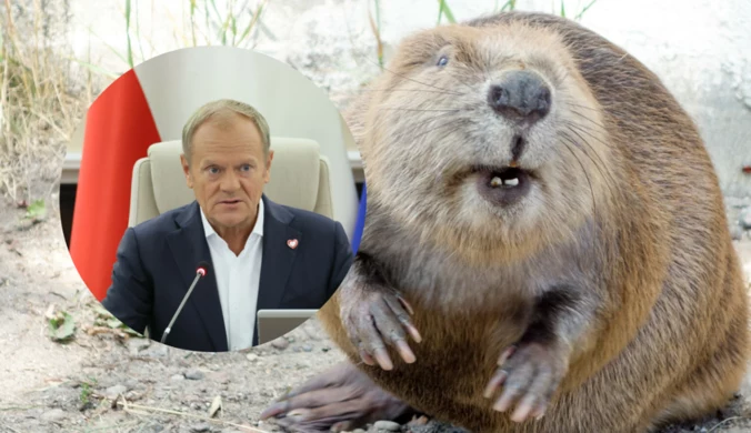 Premier zaskoczył ministrów. Zaczął mówić o bobrach, zaatakował PiS 