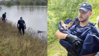 Bohaterskie zachowanie policjantów. Zabezpieczali wały, zobaczyli zwierzę 