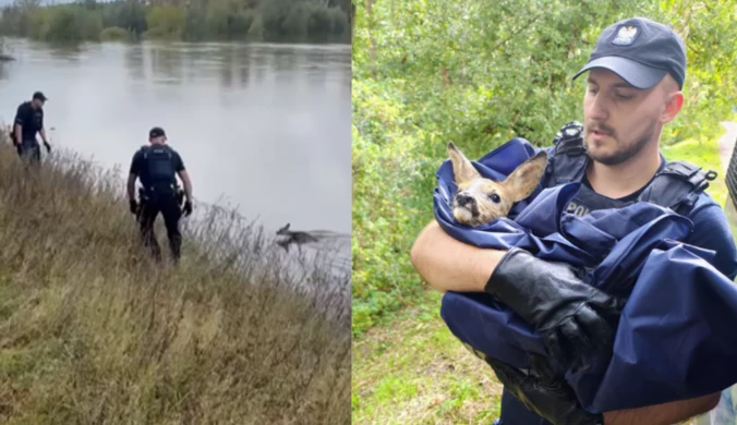 Bohaterskie zachowanie policjantów. Zabezpieczali wały, zobaczyli zwierzę 