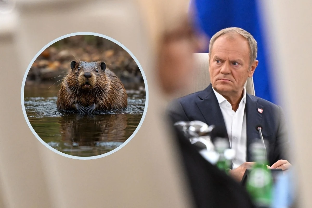 "Wojewoda zachodniopomorski wystąpił teraz, podczas tej powodzi, o możliwość odstrzału w sytuacji, w której stwierdzono by, że wał jest zagrożony poprzez pracę bobrów. Żaden bóbr nie ucierpiał" - powiedział premier Donald Tusk podczas nadzwyczajnego posiedzenia rządu. Jak dodał, jeśli chodzi o bobry, to "zrobiła się z tego ogólnonarodowa debata i dość poważna emocja, którą dobrze rozumiem".