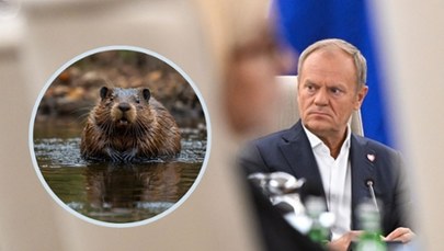 Donald Tusk o bobrach: Żaden nie ucierpiał