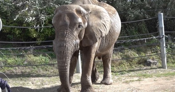 Słoń Ninio kończy 25 lat. Zwierzę od ponad 15 lat jest mieszkańcem poznańskiego zoo. 