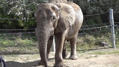 Wyjątkowe urodziny w poznańskim zoo. Słoń Ninio kończy 25 lat [WIDEO]