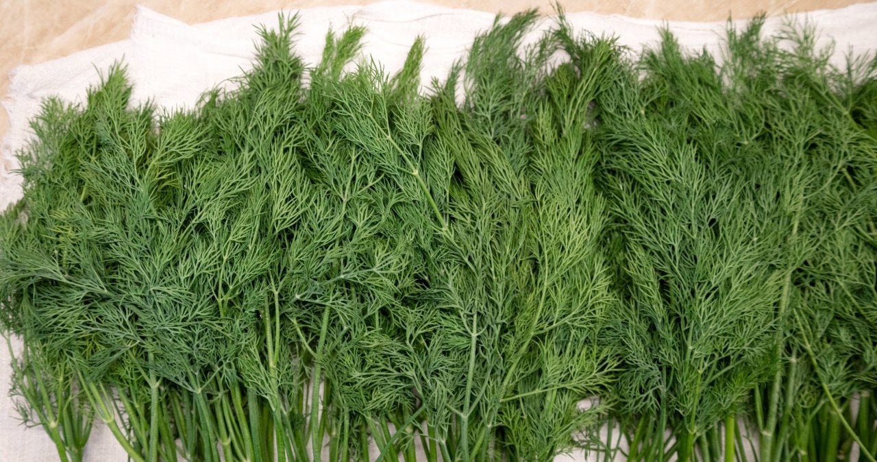 Nie ma lepszego sposobu na mrożenie koperku. Zapomnij o pojemniku po lodach