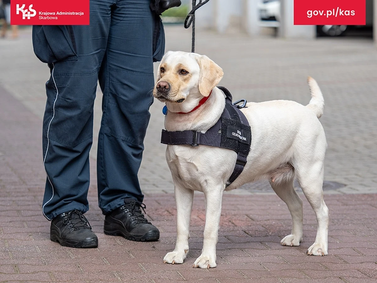 Labradorka Beti, która wspiera funkcjonariuszy ze śląskiej KAS w kontroli celno-skarbowej przesyłek kurierskich, pomogła wykryć w Bielsku-Białej nielegalne wyroby tytoniowe. W przesyłkach znajdowało się w sumie 18 kg tytoniu, który nie miał polskich znaków akcyzy.