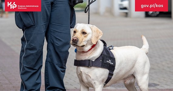 Labradorka Beti, która wspiera funkcjonariuszy ze śląskiej KAS w kontroli celno-skarbowej przesyłek kurierskich, pomogła wykryć w Bielsku-Białej nielegalne wyroby tytoniowe. W przesyłkach znajdowało się w sumie 18 kg tytoniu, który nie miał polskich znaków akcyzy.