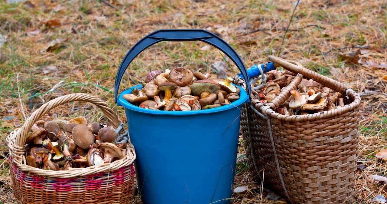 W lasach w dwóch regionach ruszyło. Donoszą, iż już są ich setki