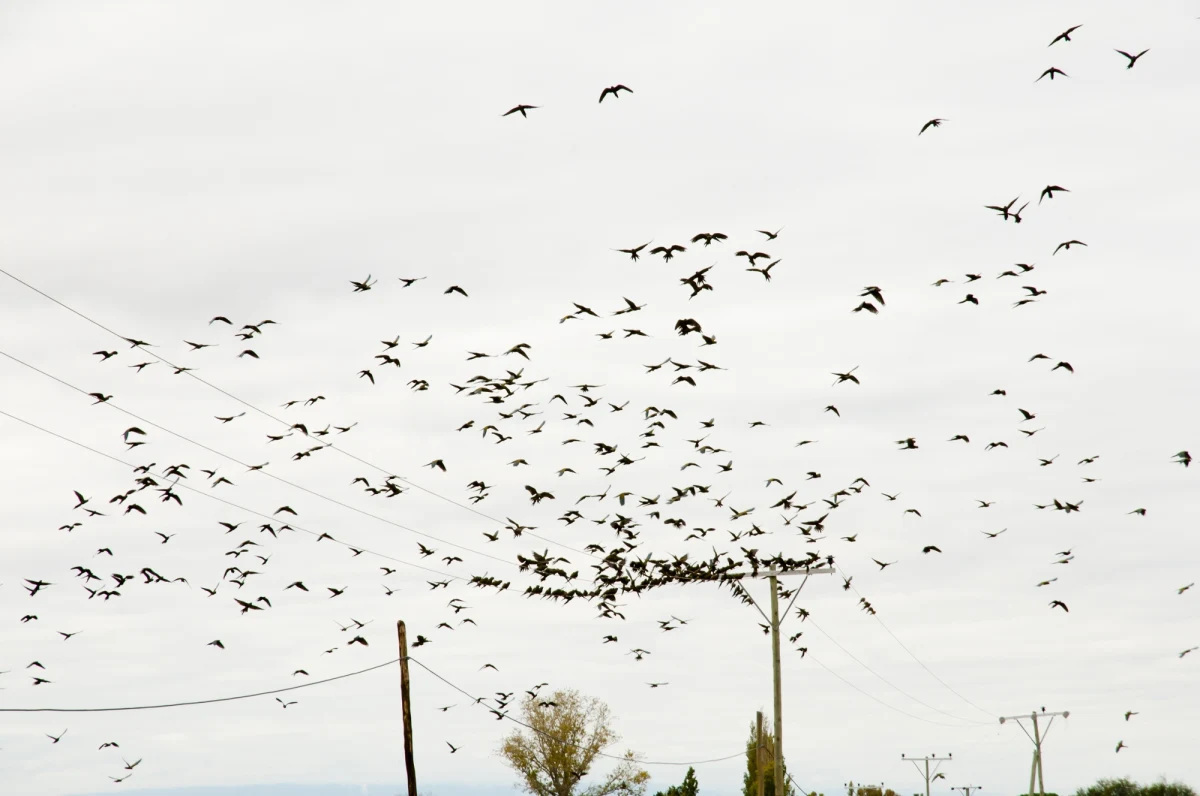 Sceny niczym z dreszczowca Alfreda Hitchcocka pt. "Ptaki" rozgrywają się w miasteczku Hilario Ascasubi w środkowej Argentynie. Dziesiątki tysięcy papug obsiada tam dachy, słupy i kable. 