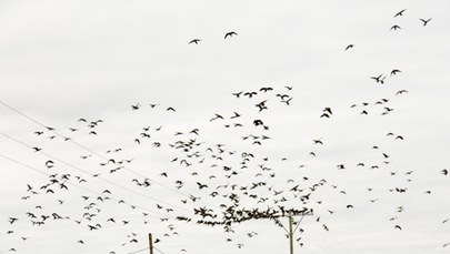 Sceny jak z Hitchcocka. Papugi terroryzują miasto