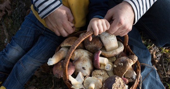 "Nie zaleca się zbierania i spożywania grzybów rosnących na terenach, przez które przeszła powódź" – ostrzega Marek Waszczewski, rzecznik prasowy Głównego Inspektora Sanitarnego. Jak dodał, jedzenie takich grzybów może być niebezpieczne dla zdrowia. 