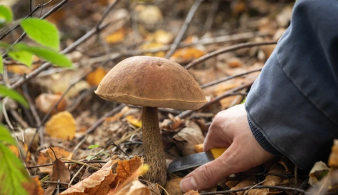 Pilne ostrzeżenie GIS. Grzybiarze muszą być czujni 