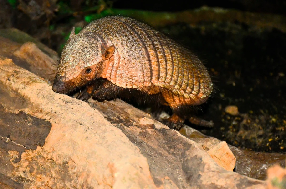 Poznańskie zoo ma nowego mieszkańca, a właściwie mieszkankę. Ma na imię Misia, ale wszyscy mówią na nią Agatka. To samica włosopuklerznika kosmatego, czyli pancernika włochatego. 