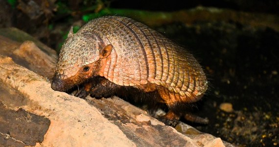 Poznańskie zoo ma nowego mieszkańca, a właściwie mieszkankę. Ma na imię Misia, ale wszyscy mówią na nią Agatka. To samica włosopuklerznika kosmatego, czyli pancernika włochatego. 