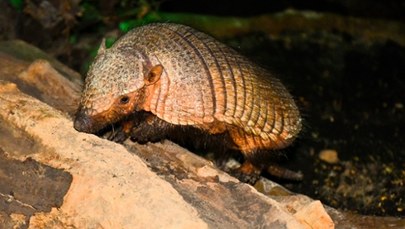 Pancernik włochaty w poznańskim zoo. Poznajcie Agatkę