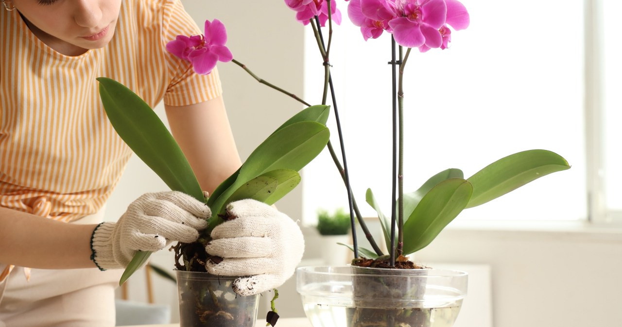 Możesz mieć 2 razy więcej storczyków bez wydawania pieniędzy. To banalnie proste