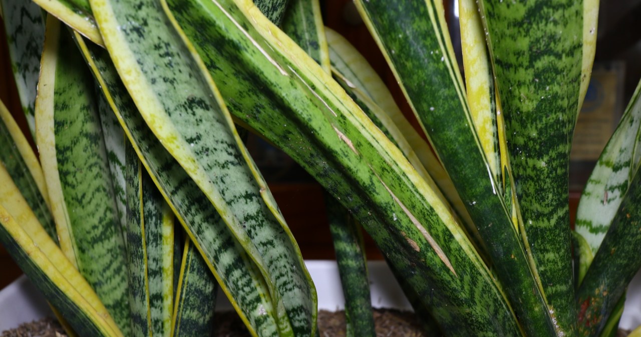 Te rośliny ochłodzą twoje mieszkanie. Działają jak mały klimatyzator