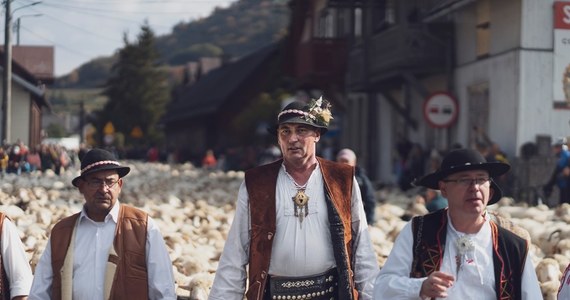 Jesienny Redyk w Szczawnicy cieszy się olbrzymią popularnością. To jedno z najbardziej widowiskowych i tradycyjnych świąt obchodzonych w polskich górach. Pozwala ono turystom cieszyć się pięknymi widokami, ale także poznawać lokalne tradycje i kulturę pasterską.